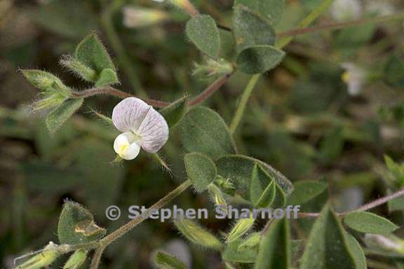 acmispon americanus 1 graphic